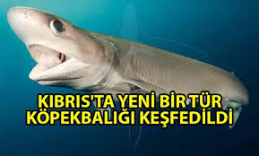 Kibris Ta Yeni Bir Tur Kopekbaligi Kesfedildi Ozgur Gazete Kibris