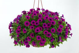 We plant flowers, shrubs and trees that help the hummingbirds acquire the nectar and food they need to thrive. Hanging Flower Baskets The Only Guide You Ll Need