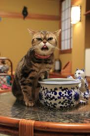 The 14 Best Cat Cafes Around The World Cat Cafe Cats Cool Cats