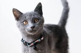 The ideal age to adopt a kitten ideally, kittens should go to their new home around 12 weeks of age. Cat And Kittens Rspca Nsw