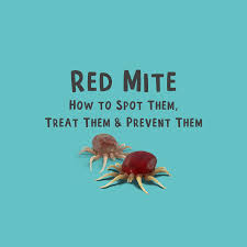 Image result for red mite