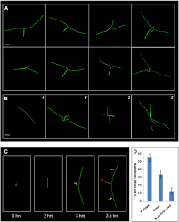 Early Developmental Program Shapes Colony Morphology In