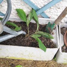 Planter du muguet en pot. Planter Le Muguet Convallaria Majalis Dans Un Pot