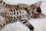 Bengal Cat Breed Profile | Petfinder