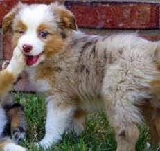 Chloe Tye Litter Female Red Merle West Texas Mini Aussies Miniature Australian Shepherds Aussie Puppies Shepherd Puppies Australian Shepherd Puppies