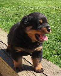 These lovable, energetic rottweiler puppies grow into intelligent and courageous working class dogs. Rottweiler Puppies For Sale In Pa