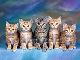 Fondos de pantalla gatos tumblr: Wallpaper De Gatos Para Descargar