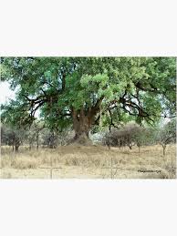 Image result for Xanthocercis zambesiaca