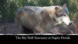 Howling Wolf North America Road Trip Beautiful Places To Visit Wolf