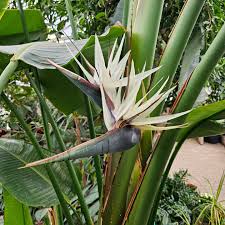 Image result for Strelitziaceae