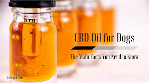 Cbd Oil For Dogs What You Need To Know Certapet