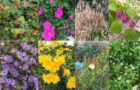 We did not find results for: Top 15 Native Texas Plants To Grow Native Backyards