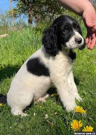 Image result for Velký münsterlandský ohař