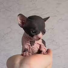 Cute Sphynx Kitten Aww Cute Hairless Cat Cute Baby Animals Cute Cats And Kittens
