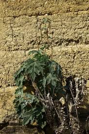 Image result for Girardinia