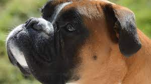 Dogs with color mutant alopecia suffer hair loss over the whole body with pustules appearing in the areas of hair loss. Hair Loss In A Boxer Why Did Molly Start Going Bald