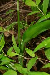 Image result for Chlorophytum krauseanum