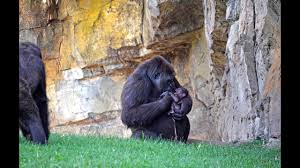 These information answers detailedly about what to visit in. Gorilla Zooborns