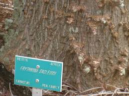 Image result for Erythrina sacleuxii