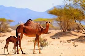The average number of babies a camel has is 1. Pin On Dikie Zhivotnye