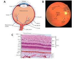 Advancing treatment of retinal disease through in silico trials