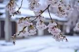 桜雪