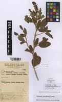 Image result for Eriosema parviflorum