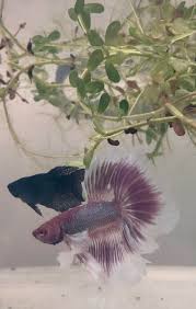 Lihat ide lainnya tentang tank betta, betta, dan ikan tropis. Breeding Crown Tail Female Betta With Half Moon Male Betta Bettafish