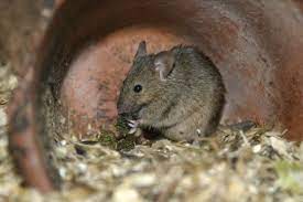 House Mouse The Wildlife Trusts