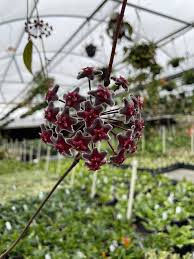 Image result for hoya plant flower