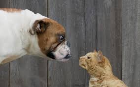 Cats and dogs living together is not necessarily a sign of the end of times. The Truth About Cats And Dogs Dogs Are Smarter Say Scientists