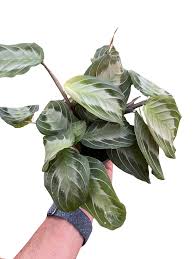 Image result for maranta