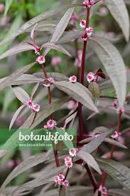 Image result for Alternanthera sessilis