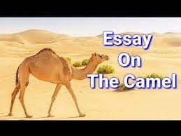 It is found in its countries where there are great deserts. Essay On Camel Essay On Camel In English Camel Ship Of The Desert Youtube