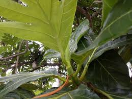 Tapi ternyata pohon sukun tidak hanya dimanfaatkan bagian buahnya saja, sebab sudah terbukti lama daun sukun berkhasiat sebagai tanaman obat. Benefits Of Breadfruit Leaf Manfaat Daun Sukun Steemit
