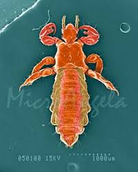 Image result for Microglossa densiflora