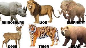 Tags Diy Home Decor Hairstyles Art Food Recipes Makeup Travel Fashion Photography Design Diy Crafts Drawing Wild Animals Pictures Animals Wild Animal Pictures