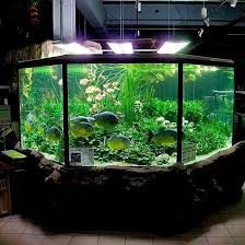 Follow Us On Instagram Aquascaperorg Aquarium Aquariumhobby Freshwater Freshwaterfish Tropicalaquarium Plante Aquarium Design Aquarium Amazing Aquariums