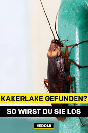 Schaben, auch kakerlaken genannt, vermehren sich rasant. Kakerlake Gefunden So Kannst Du Sie Bekampfen Kakerlaken Schadlinge Im Haus Was Hilft Gegen Ameisen