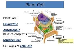 Given that plant cells have chloroplasts, mitochondria are actually unnecessary in plant cells. Plants Structure Function Ppt Download