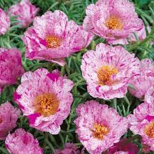 Image result for Portulaca