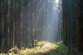 Forrest and Sun stock photo. Image of light, beauty
