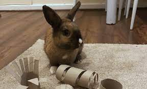 Rabbits are amazing pets however they can get bored pretty easily. 20 Free Or Cheap Diy Rabbit Toys Easy To Make