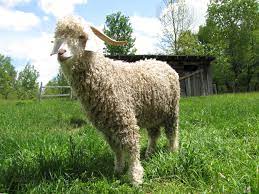 Its silky, curly hair is known as mohair. Angora Goat Wikipedia