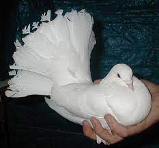 الحمام image search ask com birds bird animals