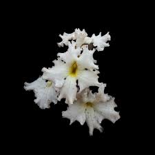 Image result for Harveya