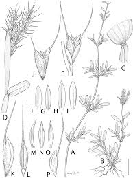 Image result for Sclerodactylon macrostachyum