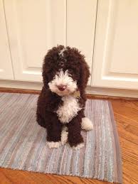 √ fast and easy to use. My Little Tiny Puppy Paco Is A Spanish Water Dog Spanish Water Dog Baby Dogs Water Dog
