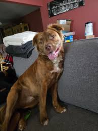 Happy Gotcha Day Peabody!!...