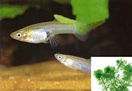 Free shipping for many items! Amazon Com Kool Tools 25 Live Mosquito Fish Aquarium Feeder Fish With Hornwort Plant Pet Supplies